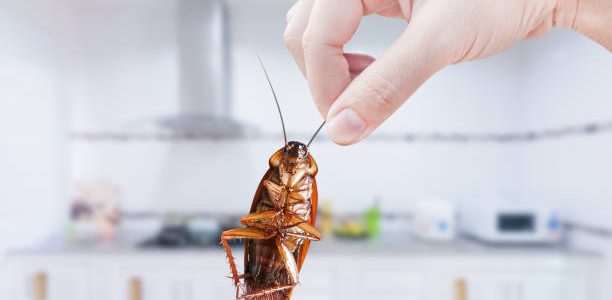 Hand holding Cockroach on kitchen background