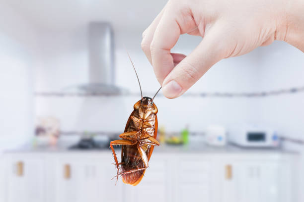 Hand holding Cockroach on kitchen background