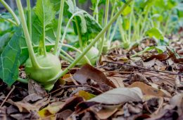 Garden with the front vegetable in focus and focus decreasing down the row.