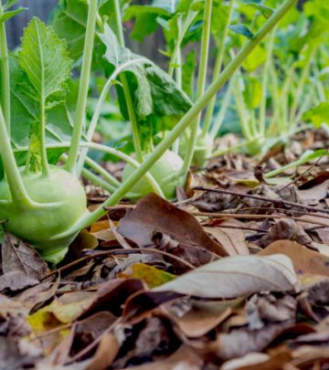 Garden with the front vegetable in focus and focus decreasing down the row.