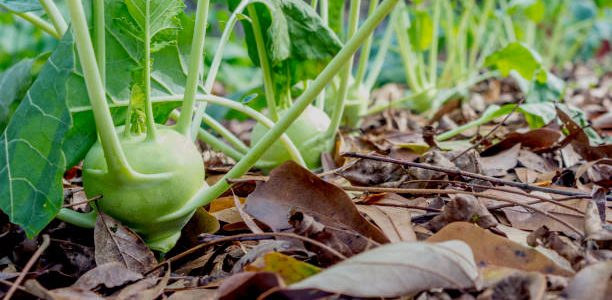 Garden with the front vegetable in focus and focus decreasing down the row.