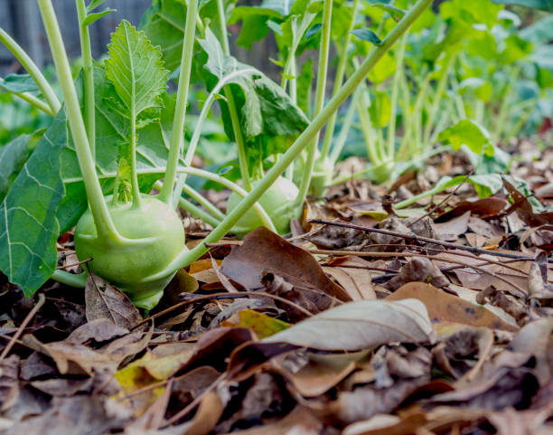 Garden with the front vegetable in focus and focus decreasing down the row.