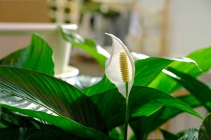 Potted peace lily plant