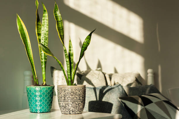 Snake plant in pots on a white table