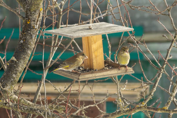 Greenfinches on a tree feeder in the winter garden.