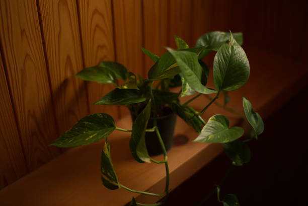 A pothos plant on top of shelve in shade