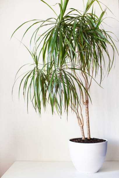 Houseplant dracaena in a white pot on a light grey background.