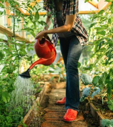 Watering vegetable garden