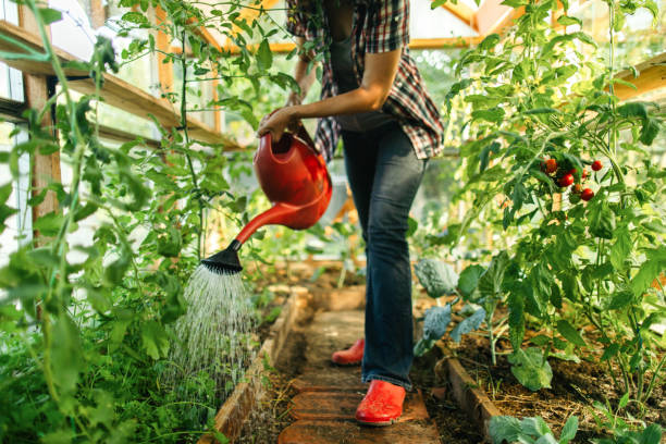 Watering vegetable garden