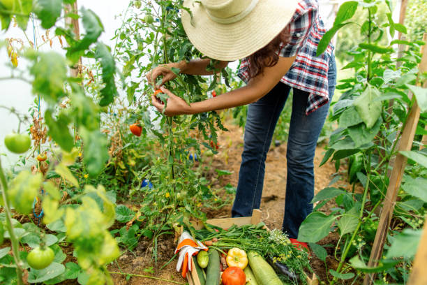 Woman farm worker growing healthy, organic food