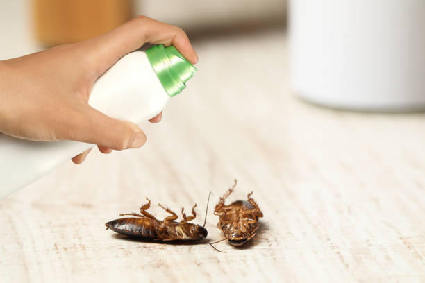 Pest control. Using household insecticide to kill cockroaches at home,