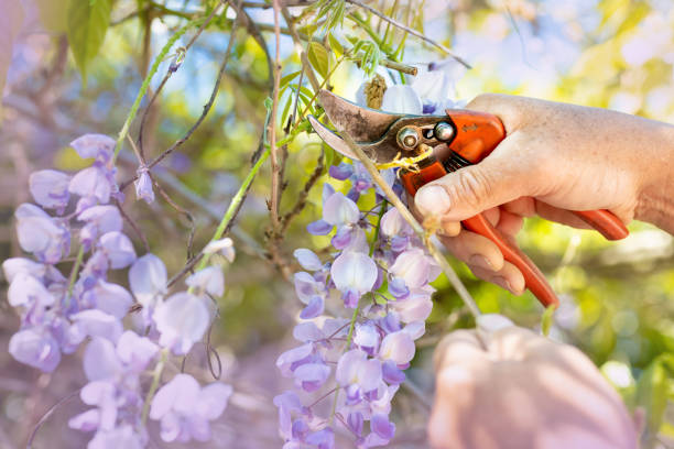 Maintain your wisteria plant by pruning