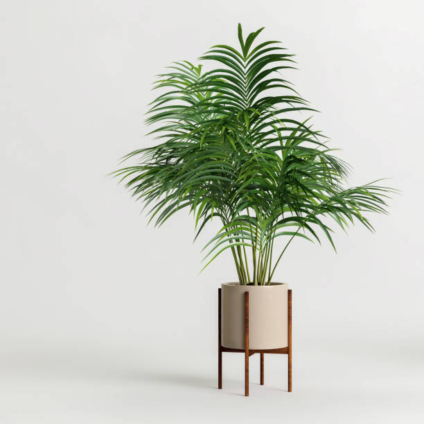 Kentia Palm houseplant potted on white background