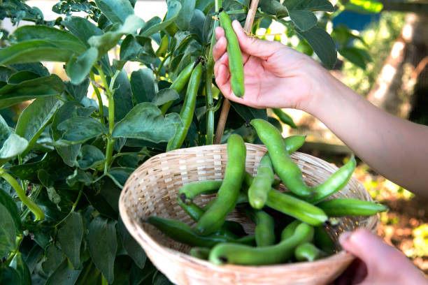  beans being picked from a home grown garden