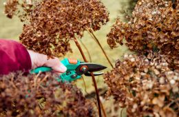 Person cut old hydrangeas flowers down before the Winter.