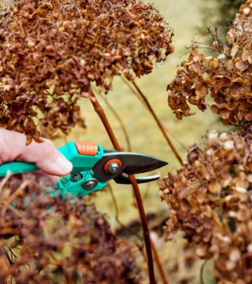 Person cut old hydrangeas flowers down before the Winter.