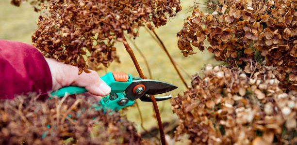 Person cut old hydrangeas flowers down before the Winter.