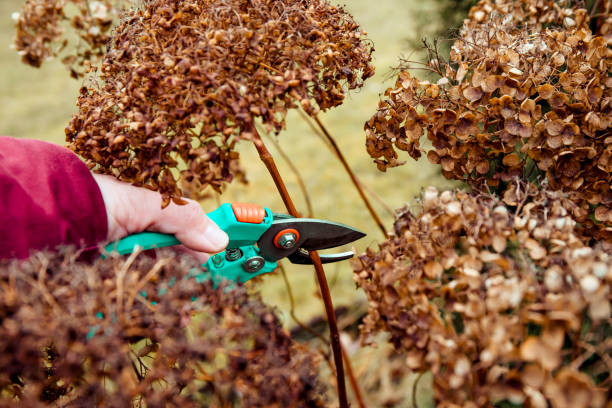 Person cut old hydrangeas flowers down before the Winter.