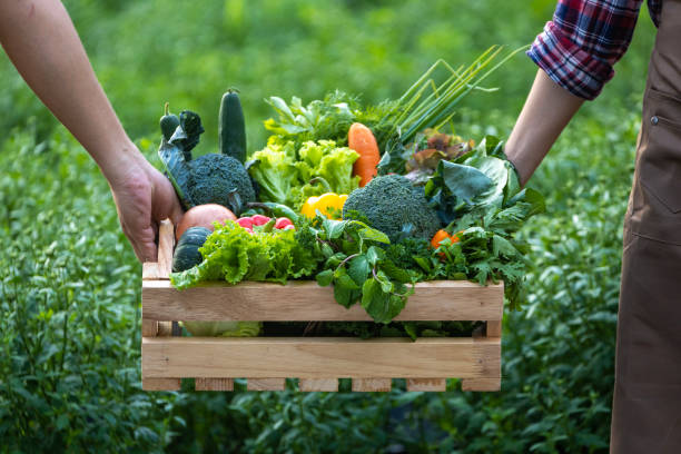 Freshly picked healthy organic veggies
