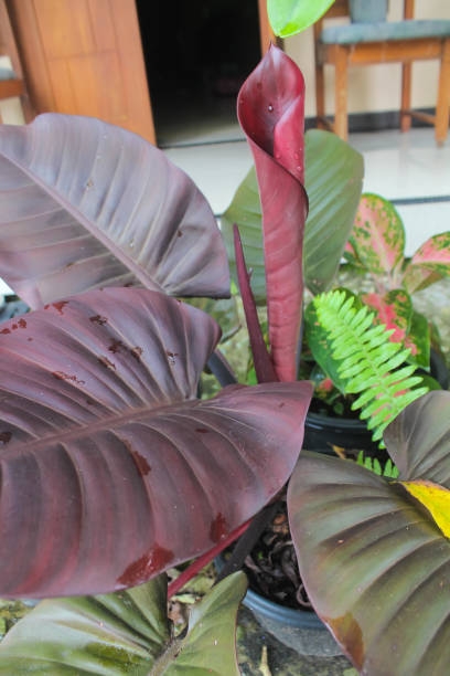 Photo of Philodendron 'Rojo Congo' plant