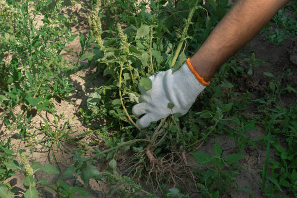 A hand removes weeds in the garden.
