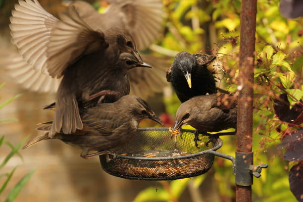 Young starlings fighting to feed from a bird feeder as they eat mealworms