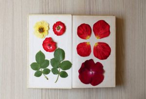 Book with beautiful flowers, leaves and petals preparong for flower pressing