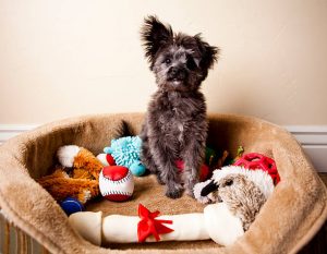 Puppy Sitting in Bed of Toys