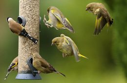 Greenfinches and Goldfinches on and around a bird feeder.