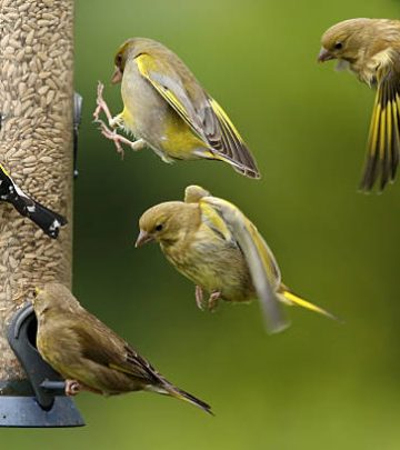 Greenfinches and Goldfinches on and around a bird feeder.