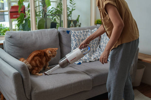 Woman using cordless vacuum cleaner for cleaning dust and cat fur on sofa