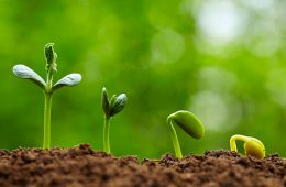picture of small bud growing in spring with different stages