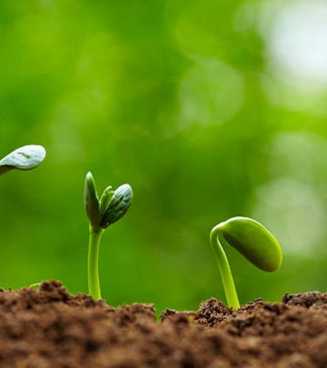 picture of small bud growing in spring with different stages