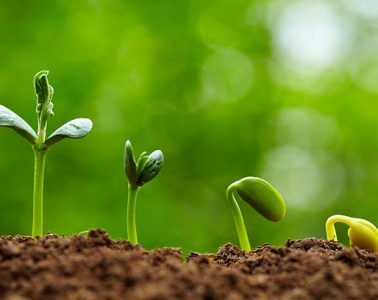 picture of small bud growing in spring with different stages