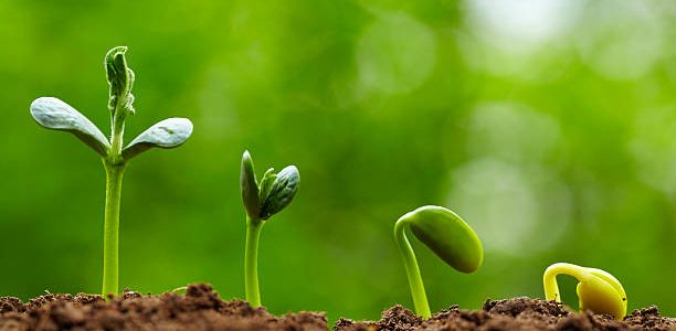 picture of small bud growing in spring with different stages