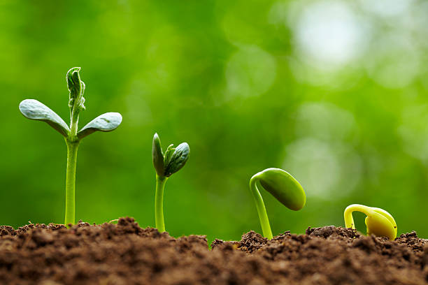 picture of small bud growing in spring with different stages