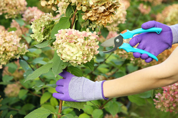 Woman pruning hydrangea flowers in garden, closeup