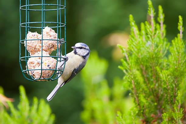 A bird enjoying a feast on a Suet birdfeeder.