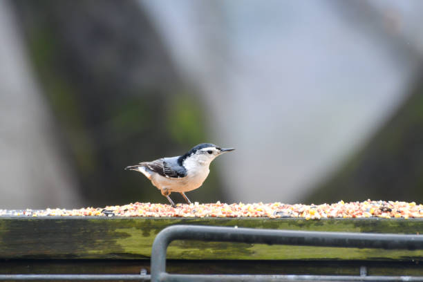 Birds Easting Seed on a Wooden railing window