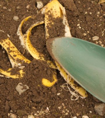 Using banana peels as fertilizer.