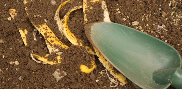 Using banana peels as fertilizer.
