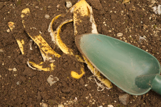 Using banana peels as fertilizer.