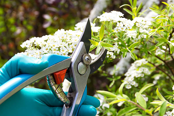 Pruning butterfly bushes