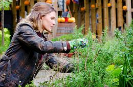 Woman in a garden, taking care of plants, pruning.