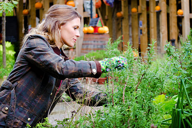 Woman in a garden, taking care of plants, pruning. 