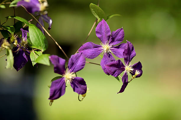 Purple Clematis flower.