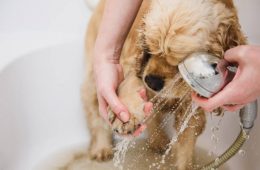 Woman cleans the paw of a dog