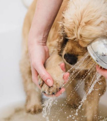 Woman cleans the paw of a dog