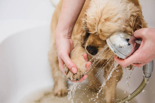 Woman cleans the paw of a dog