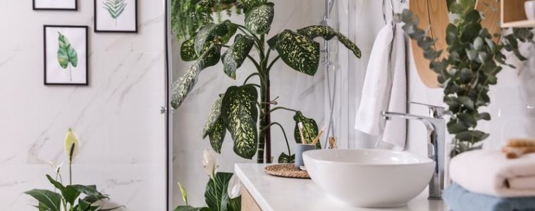 plants-that-thrive-in-the-bathroom